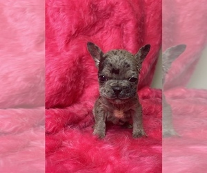 French Bulldog Puppy for sale in SAN DIEGO, CA, USA