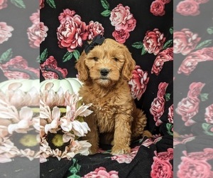 Goldendoodle (Miniature) Puppy for sale in OXFORD, PA, USA