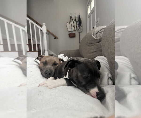 Medium Photo #2 American Pit Bull Terrier-American Staffordshire Terrier Mix Puppy For Sale in Wenonah, NJ, USA