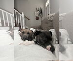 Small #1 American Pit Bull Terrier-American Staffordshire Terrier Mix