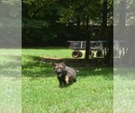 Puppy Puppy 4 ZEBA German Shepherd Dog
