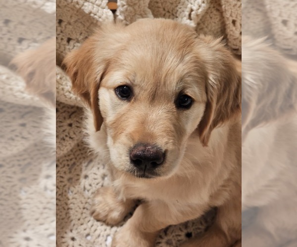 Medium Photo #1 Golden Retriever Puppy For Sale in VERONA, MO, USA