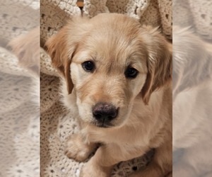 Golden Retriever Puppy for sale in VERONA, MO, USA