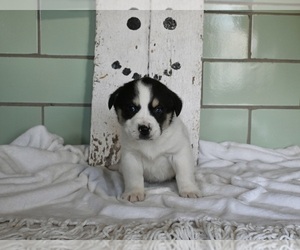 Beabull-Siberian Husky Mix Puppy for sale in MILLERSBURG, OH, USA