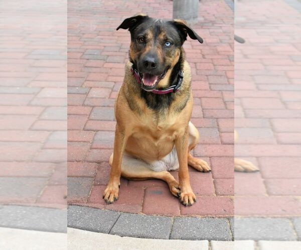 Medium Photo #2 Shepradors Puppy For Sale in Guthrie, OK, USA