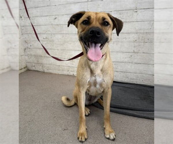 Medium Photo #1 American Pit Bull Terrier-German Shepherd Dog Mix Puppy For Sale in San Bernardino, CA, USA