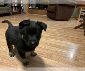 German Shepherd Dog Puppy for sale in BLOOMFIELD, IN, USA