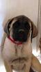 Small Photo #1 Mastiff Puppy For Sale in OREGON HOUSE, CA, USA