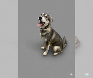 Waldo - Male Siberian Husky-Unknown Mix Dog for Adoption