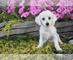 Image preview for Ad Listing. Nickname: Munchkin