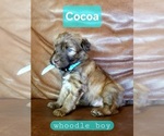 Puppy 6 Whoodle