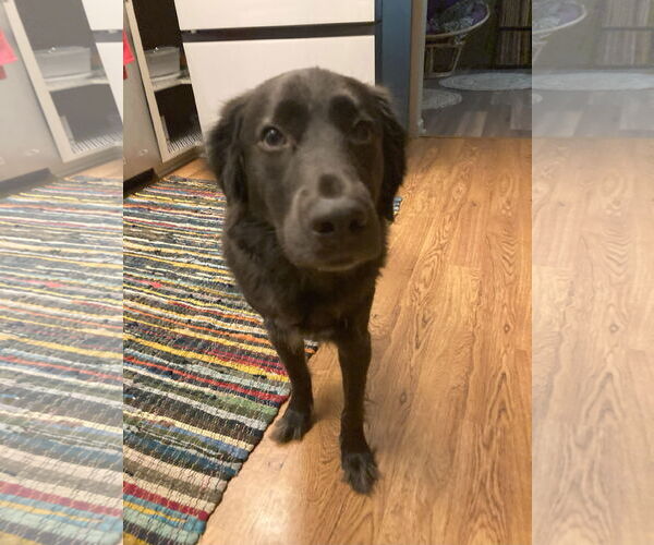 Medium Photo #4 Labrador Retriever-Unknown Mix Puppy For Sale in Bend, OR, USA