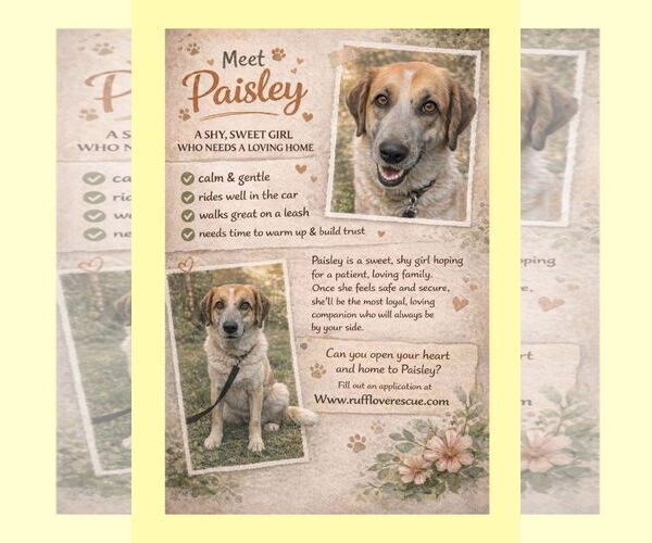 Medium Photo #1 Mutt Puppy For Sale in Thomasville, NC, USA