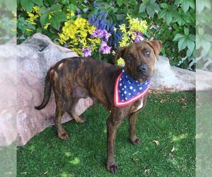American Pit Bull Terrier-Unknown Mix Dogs for adoption in Oklahoma City, OK, USA