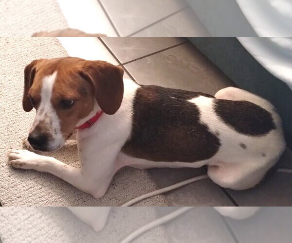 Medium Photo #3 Beagle Puppy For Sale in Dunnellon, FL, USA