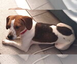 Small #2 Beagle