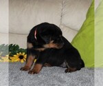 Small Photo #4 Rottweiler Puppy For Sale in QUARRYVILLE, PA, USA