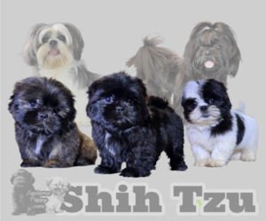 Shih Tzu Puppy for sale in SAN DIEGO, CA, USA
