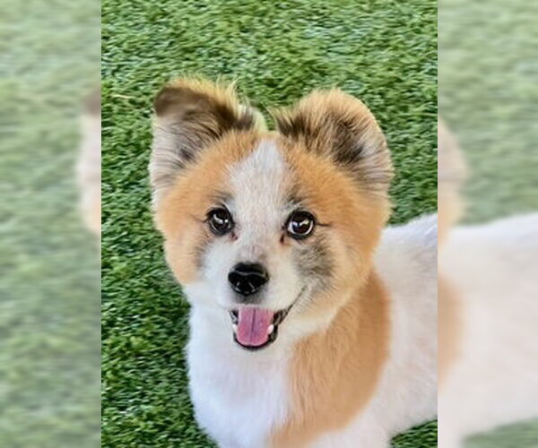 Medium Photo #1 Pomeranian-Unknown Mix Puppy For Sale in Agoura Hills, CA, USA