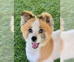 Small Pomeranian Mix
