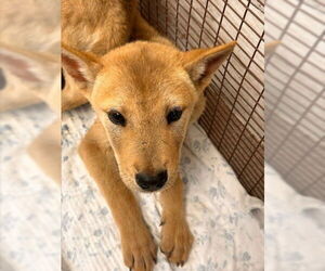 Shiba Inu Dogs for adoption in San Bernardino, CA, USA