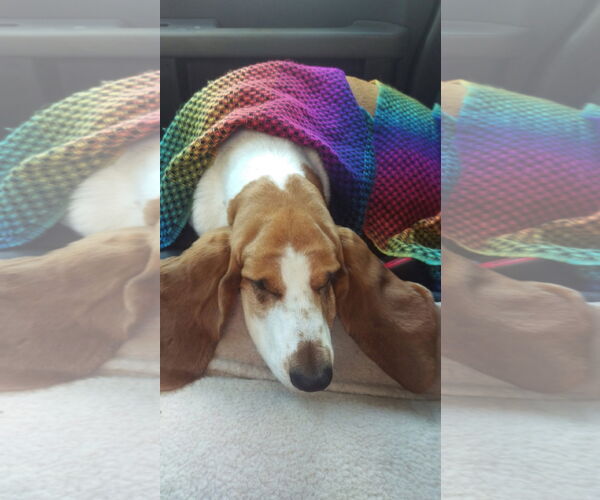 Medium Photo #15 Basset Hound Puppy For Sale in Carrollton, TX, USA