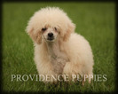 Small Photo #63 Poodle (Miniature) Puppy For Sale in COPPOCK, IA, USA