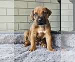 Puppy Puppy 1 Rhodesian Ridgeback
