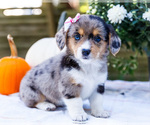 Puppy 1 Dorgi