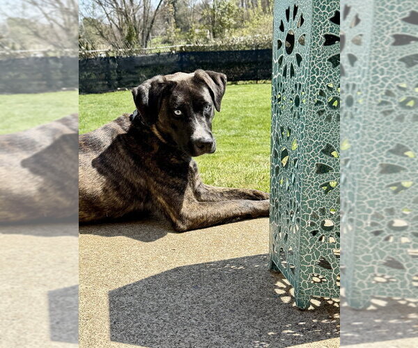 Medium Photo #14 Siberian Husky-Unknown Mix Puppy For Sale in Springdale, PA, USA