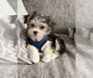 Havanese Dogs for adoption in St. Louis Park, MN, USA