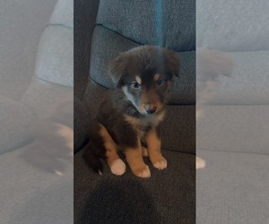 Mutt Puppy for sale in FRESNO, CA, USA