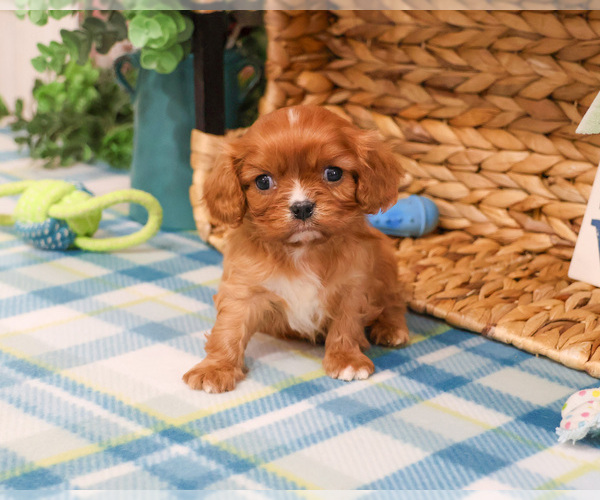 Medium Photo #5 Cavalier King Charles Spaniel Puppy For Sale in SYRACUSE, IN, USA