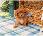 Small #4 Cavalier King Charles Spaniel