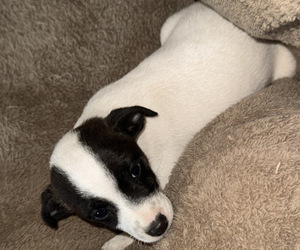 Jack Russell Terrier Puppy for sale in NEW BALTIMORE, MI, USA