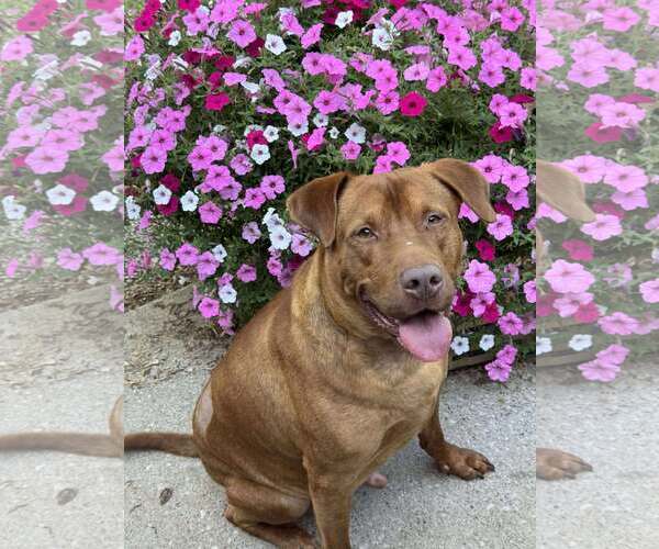 Medium Photo #2 Boxador Puppy For Sale in Aurora, OH, USA