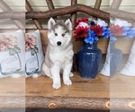 Small Photo #19 Pomsky Puppy For Sale in VENUS, PA, USA