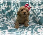 Small Photo #6 Cockapoo Puppy For Sale in LAKELAND, FL, USA