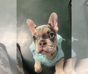 French Bulldog Puppy for sale in LANCASTER, PA, USA