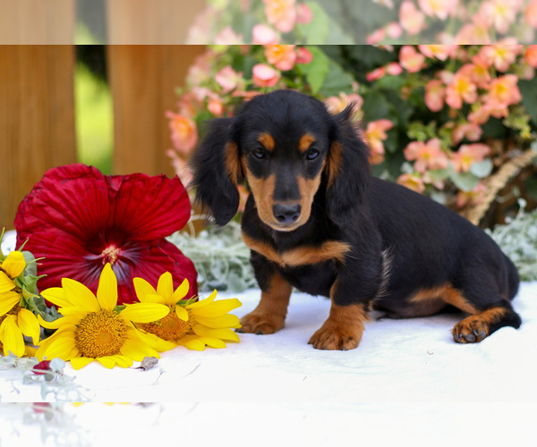 Medium Photo #3 Dachshund Puppy For Sale in GOSHEN, IN, USA