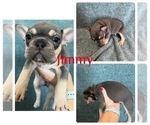 Puppy Jimmy French Bulldog