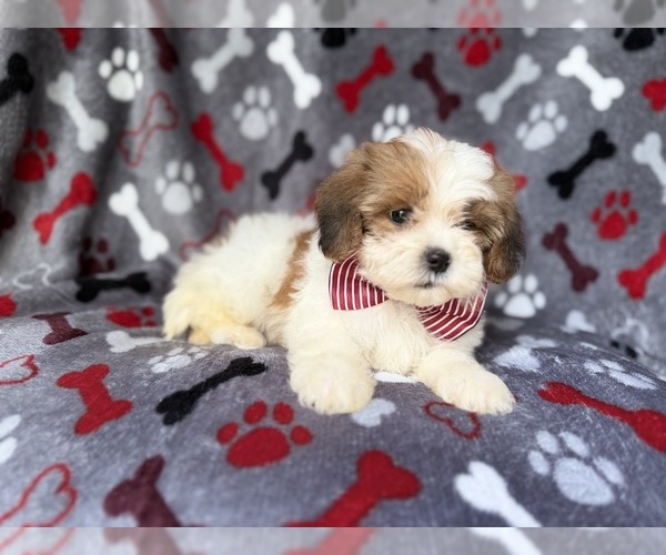 Medium Photo #2 ShihPoo Puppy For Sale in LAKELAND, FL, USA