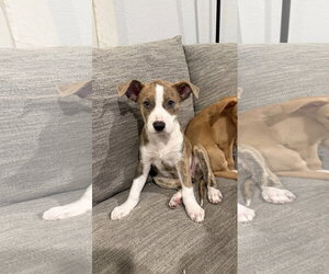 Labrador Retriever-Unknown Mix Dogs for adoption in The Woodlands, TX, USA