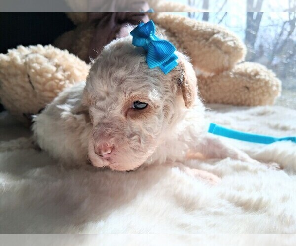 Medium Photo #18 Goldendoodle (Miniature) Puppy For Sale in GASTONIA, NC, USA