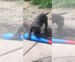 Small #21 Cane Corso