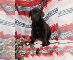 Puppy Callie Labrador Retriever