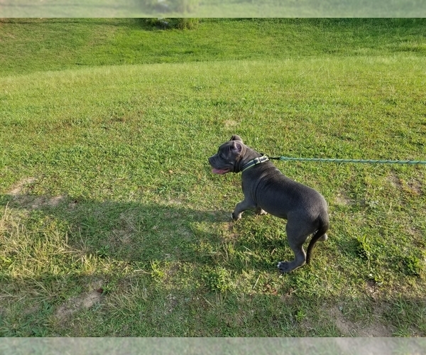 Medium Photo #1 American Pit Bull Terrier Puppy For Sale in DULUTH, GA, USA