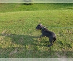 Small Photo #1 American Pit Bull Terrier Puppy For Sale in DULUTH, GA, USA