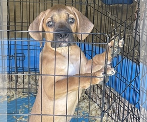 Cane Corso Puppy for Sale in FAYETTEVILLE, North Carolina USA