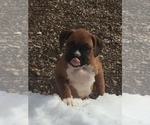 Small Photo #11 Boxer Puppy For Sale in AFTON, WY, USA